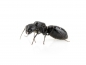 Preview: Camponotus vagus